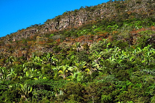 coco de macaco | Pulsar Imagens | Banco imagens do Brasil