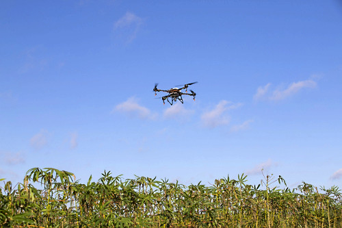 Drone agrícola pulverizando plantação de mandioca