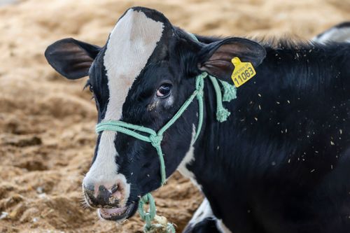 Bezerro da raça Holandesa deitado em uma baia com areia durante exposição agropecuária na Expo Goio25 