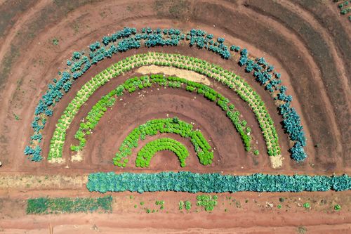 Vista perpendicular de drone de horta orgânica no formato de semicírculo