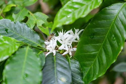 Abelha-europeia pousada sobre flores de cafeeiro orgânico - polinização - espécie exótica