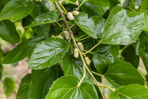 Frutos verdes de Amoreira-branca - espécie exótica