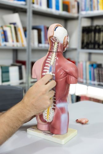 Aula de anatomia humana - modelo anatômico humano com destaque para a coluna vertebral e sistema nervoso