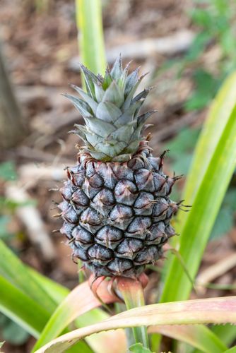 Abacaxizeiro com fruto em desenvolvimento