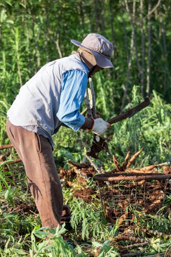 Trabalhador rural faz a desrama da mandioca com facão e deposita as raízes em balaio de arame