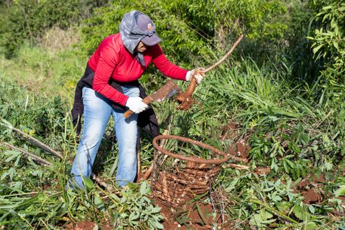 Trabalhadora rural faz a desrama da mandioca com facão e deposita as raízes em balaio de arame