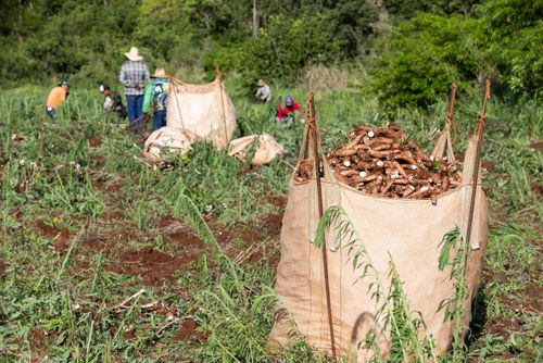 Colheita de mandioca - big bag com raízes de mandioca recém-colhidas