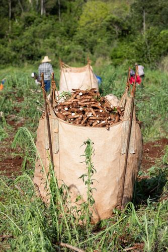 Colheita de mandioca - big bag com raízes de mandioca recém-colhidas