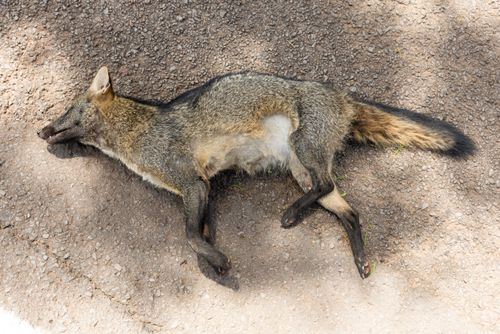 Graxaim-do-campo - Lycalopex sp - atropelado na rodovia BR-272 - também denominado raposa-dos-pampas e sorro
