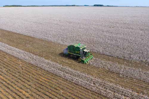 Vista de drone de colheitadeira de fuso que faz o enfardamento do algodão durante a colheita