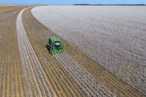 Vista de drone de colheitadeira de fuso que faz o enfardamento do algodão durante a colheita