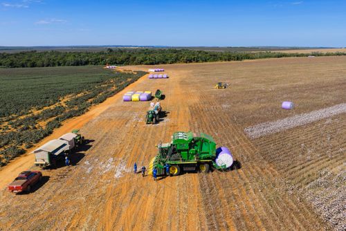 Vista de drone de colheitadeira de fuso que faz o enfardamento do algodão durante a colheita à esquerda trat