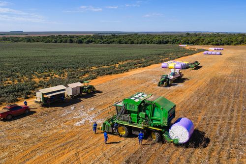 Vista de drone de colheitadeira de fuso que faz o enfardamento do algodão durante a colheita à esquerda trat