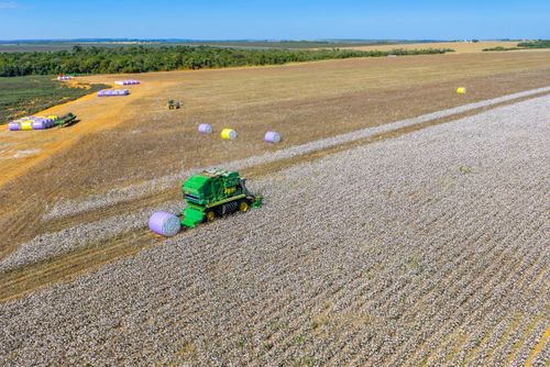 Colheitadeira de fuso realiza a catação e o enfardamento do algodão no campo