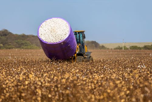 Empilhadeira de garfo acoplada no trator coletando fardo de algodão recém colhido embalado com filme plásti