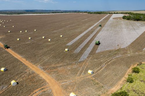 Vista de drone de colheita de algodão
