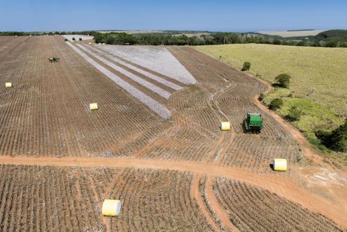 Vista de drone de colheita mecanizada de algodão