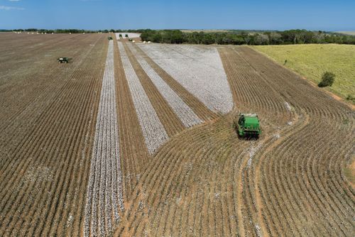 Vista de drone de colheita mecanizada de algodão