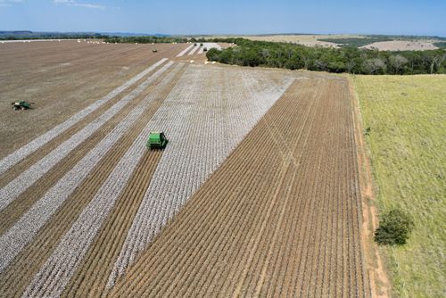 Vista de drone de colheita mecanizada de algodão