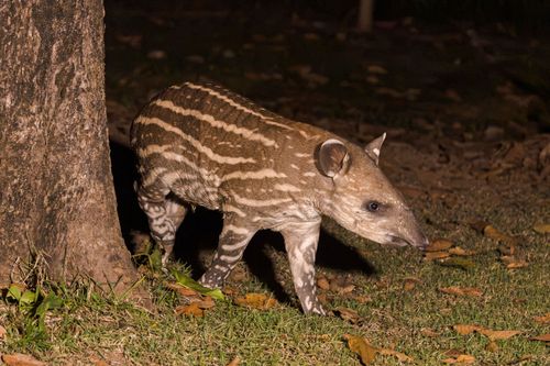 Vista noturna de filhote de anta - importante dispersor de sementes - espécie ameaçada de extinção