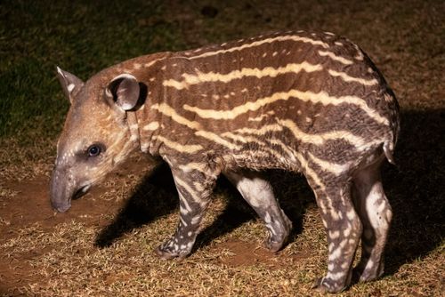Vista noturna de filhote de anta - importante dispersor de sementes - espécie ameaçada de extinção