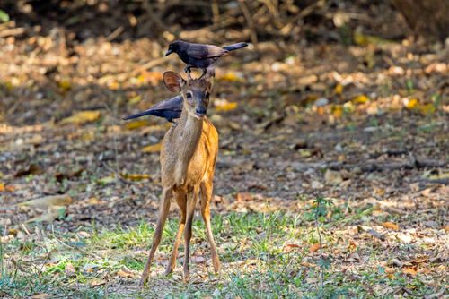 02JEA117