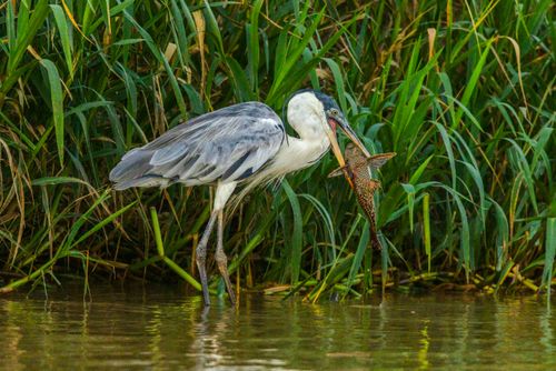Garça-moura predando um peixe Cascudo na margem de rio