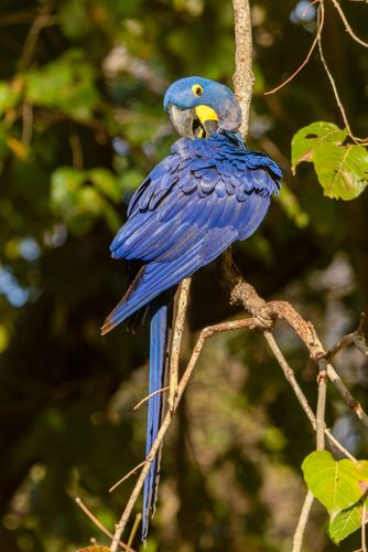 Arara-azul-grande - espécie ameaçada de extinção