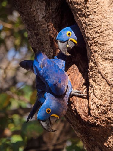 Casal de Araras-azuis-grandes na entrada do ninho - espécie ameaçada de extinção