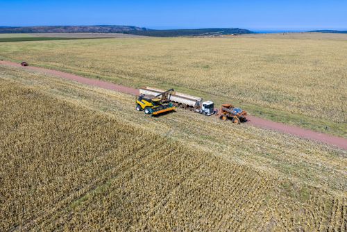 Vista de drone de colheitadeira descarregando milho na carroceria de caminhão graneleiro - transporte de grã