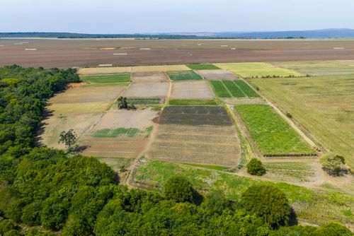 APP Área de Preservação Permanente na nascente do Rio da Casca , plantação de hortaliças na Agrovila Jo�