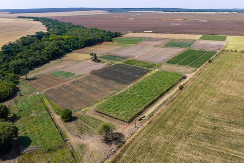 APP Área de Preservação Permanente na nascente do Rio da Casca , plantação de hortaliças na Agrovila Jo�