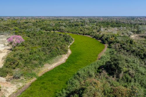 Rio Pixaim tomado pelos aguapés em função da seca extrema que assola o Pantanal