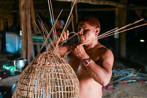 Indígena da etnia Wauja fechando cesto armadilha covo de cipó para pegar peixe - Parque Indígena do Xingu