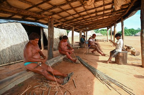 Indígenas Wauja descascando varetas de embira para fazer cesta armadilha covo - Parque Indígena do Xingu
