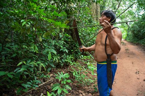 Indígena Wauja coletando vareta para produção de armadilha de peixes kuluto ou matapi - Parque Indígena do