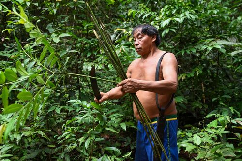 Indígena Wauja coletando vareta para produção de armadilha de peixes kuluto ou matapi - Parque Indígena do