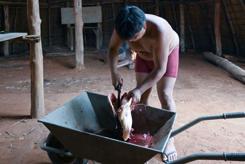 Indígena Waurá da aldeia Piyulaga cortando a cabeça de peixe pirarara - Parque Indígena do Xingu