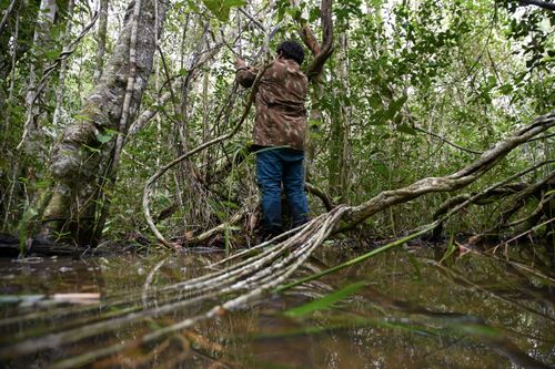 Indígena Wauja coletando vareta embira para produção de armadilha de peixes covo ou matapi - Parque Indíge