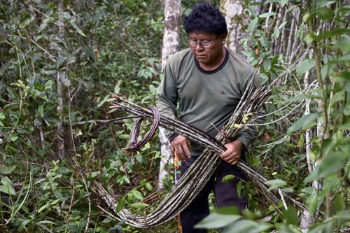 Indígena Wauja coletando vareta de embira para produção de armadilha de peixes covo ou matapi - Parque Ind�