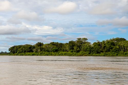 Mata ciliar na margem do Rio Culuene - Parque Indígena do Xingu