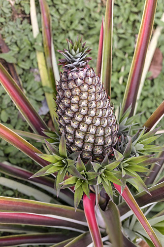 02SP101