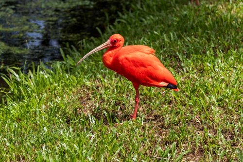 【Dr.ibis Rouge second】 íbis-escarlate | Pulsar Imagens | Banco imagens do Brasil