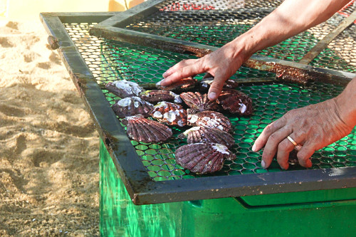Comerciante expondo vieiras para comercialização - Pouso da Cajaíba - 