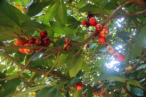 Jambeiro com frutos denominados jambo , jambo-da-índia , jambo-moreno , jambo-rosa ou jambo-verdadeiro - 