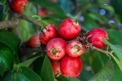 Detalhe dos frutos de jambeiro - denominado jambo , jambo-da-índia , jambo-moreno , jambo-rosa ou jambo-verda