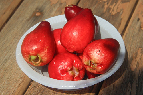 Detalhe dos frutos de jambo colhidos - também denominados jambo-da-índia , jambo-moreno , jambo-rosa ou jamb