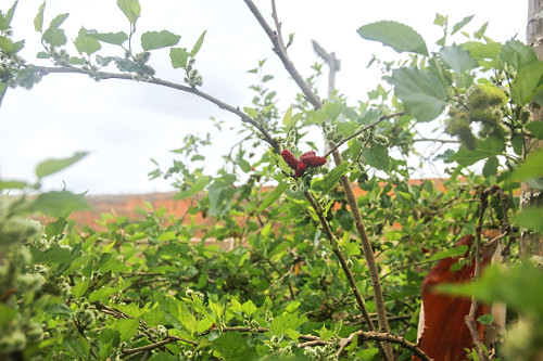 Detalhe de galho de amoreira com frutos denominados amora , amora-preta , amora-miúra e amora-da-horta - 