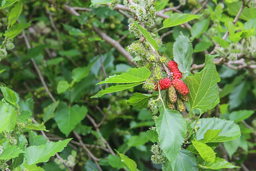 Detalhe de frutos da amoreira denominados amora , amora-preta , amora-miúra ou amora-da-horta - 