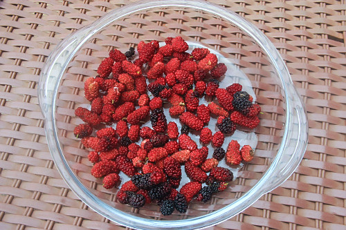 Frutos da amoreira após colheita denominados amora , amora-preta , amora-miúra ou amora-da-horta - 